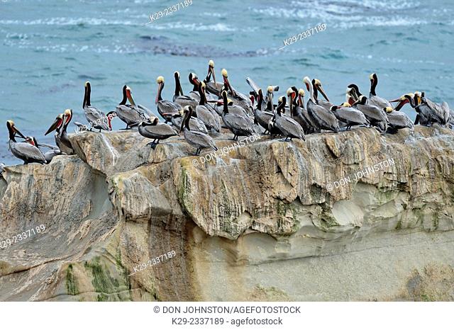 Brown pelican (Pelecanus occidentalis) roosting colony on a small coastal sea stack, Pismo Beach, California, USA