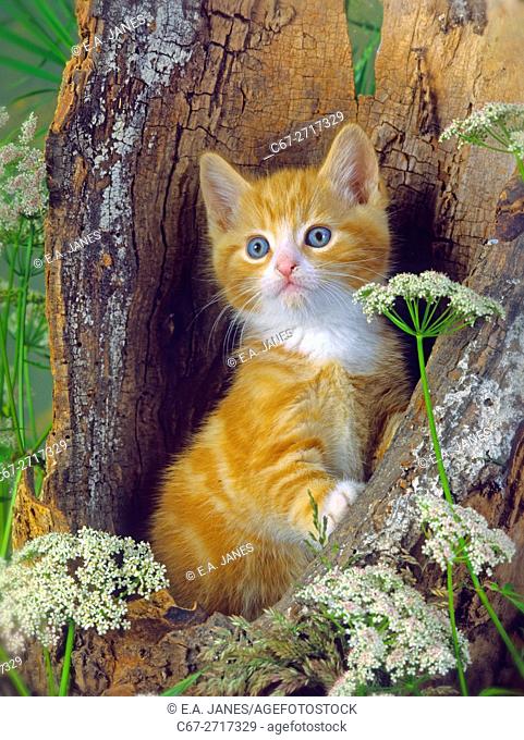 Ginger Kitten playing in hollow tree
