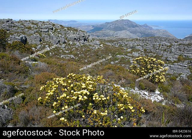 Spicy Cone Bush, Table Mountain, Cape Town, Western Cape, South Africa (Leucadendron tinctum)