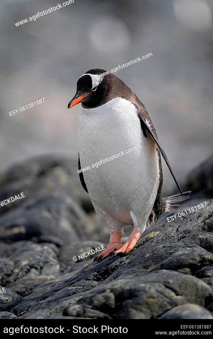 Gentoo penguin stands on rock looking down