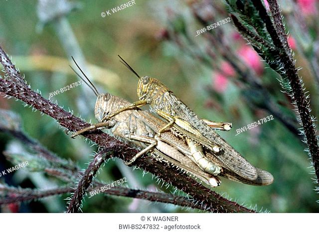 Egyptian grasshopper Anacridium aegypticum, mating on a stem