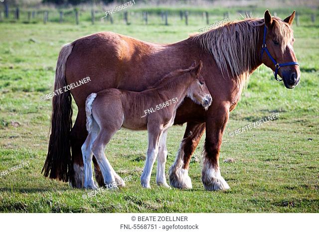 Horse with foal in pasture