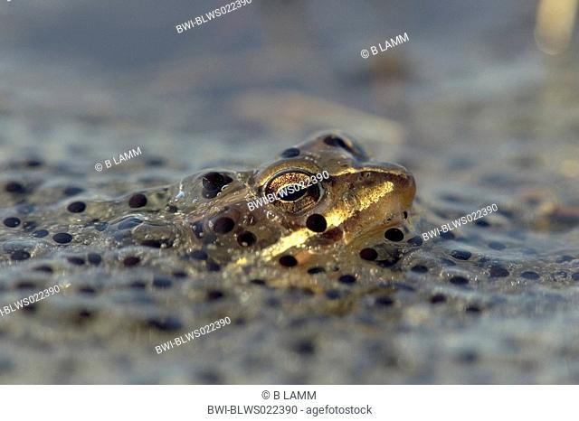 moor frog Rana arvalis, Germany, Lower Saxony