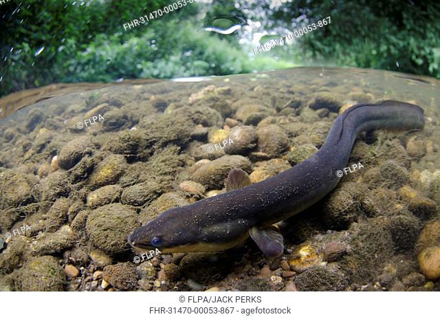 European Eel (Anguilla anguilla) adult, swimming over riverbed in shallow water, in river habitat, River Soar, Leicestershire, England, June
