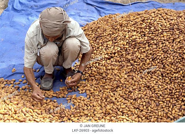 Man harvesting dates, Foreman Mahoud, Senoussi Ben Bahi, Tozeur, Tunesia, Africa