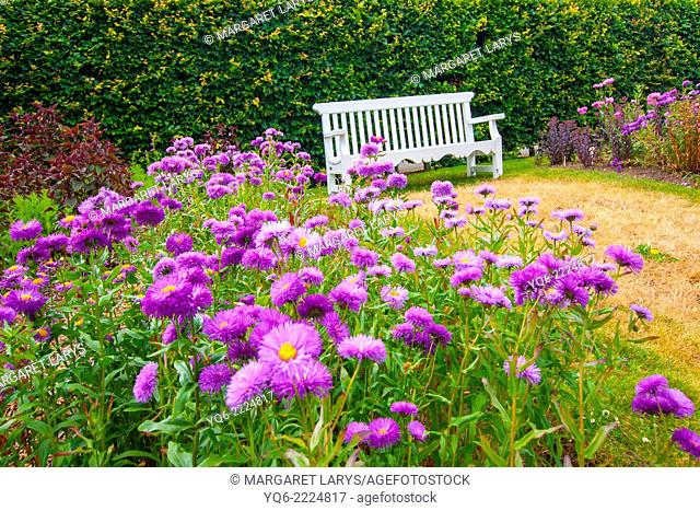 Beautiful summer garden with white bench and violet flowers on summer day. Picture taken outside the Geilston Garden, Cardross, Dunbarton in Scotland