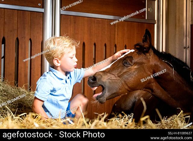 Oldenburg Horse. A little boy strokes the brown foal Delfina, which is lying in straw and yawns. Germany
