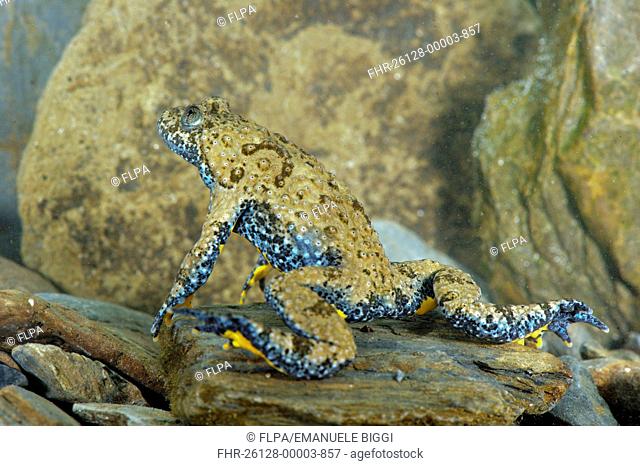 Apennine Yellow-bellied Toad Bombina pachypus adult male, underwater during breeding season, Italy, may
