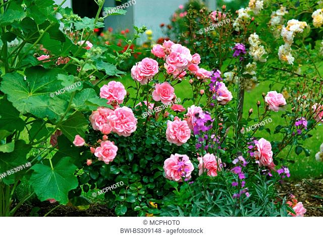ornamental rose (Rosa 'Bonica 82', Rosa Bonica 82), cultivar Bonica 82