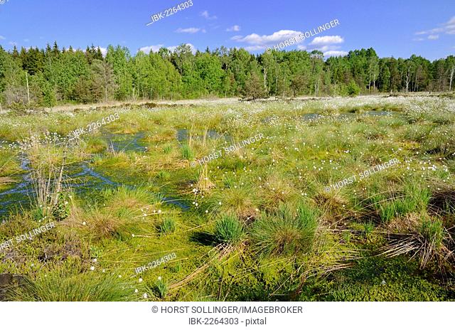Silted bog pond with flowering Hare's-tail Cottongrass, Tussock Cottongrass or Sheathed Cottonsedge (Eriophorum vaginatum), Grundbeckenmoor near Rosenheim