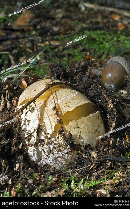 Common stinkhorn (Phallus impudicus), dickes-nipes at immature egg stage called devil’s or witches' egg