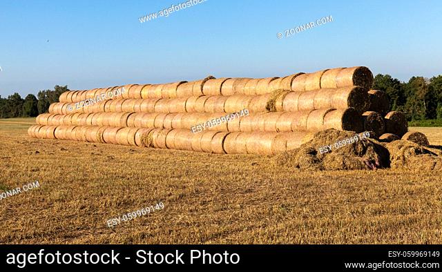 twisted stacks of straw after harvesting barley in the summer, landscape