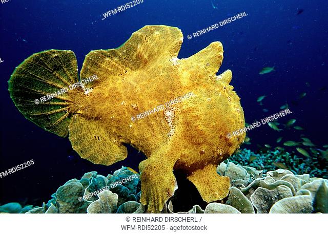 Giant frogfish, Antennarius commersonii, Bohol Sea Pacific Ocean Panglao Island Bohol, Philippinen