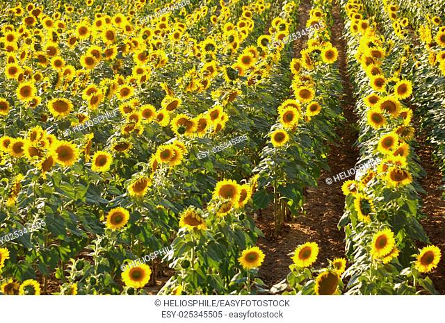 sun flower field in Dordogne