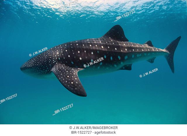 Whale shark (Rhincodon typus), Southern Leyte, Philippines, Southeast Asia