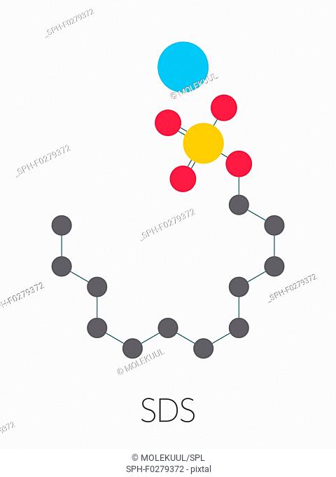 Sodium dodecyl sulfate surfactant molecule, illustration