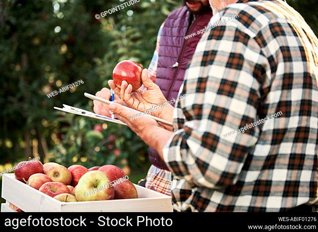 Fruit growers checking quality of harvested apples