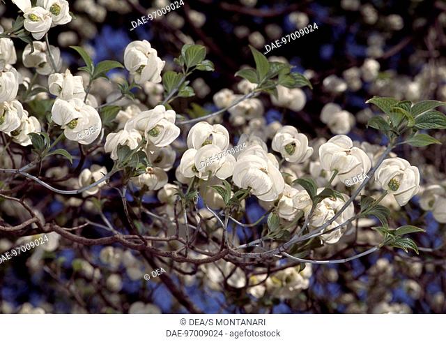 Flowering branch of Flowering dogwood (Cornus florida Cherokee Princess), Cornaceae
