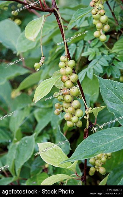 Magnolia-vine, Schisandra chinensis, Green berries growing outdoor on the plant