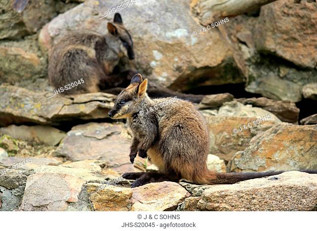Brush-tailed rock-wallaby, (Petrogale penicillata), adult on rock, New South Wales, Australia