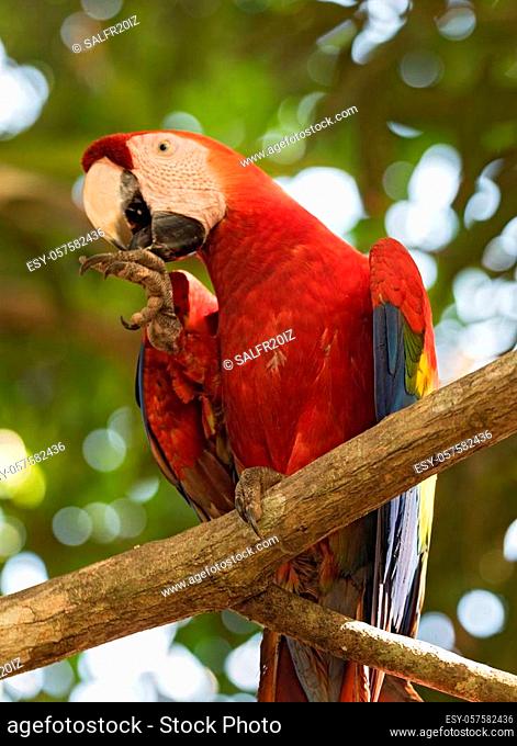 Red and green parrot sit on a tree branch Panama