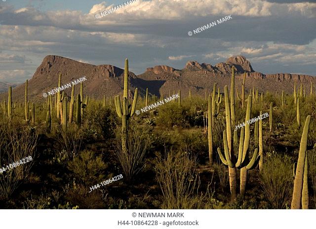 Saguaro National park, West unit, Arizona, USA, North America, landscape, scenery, cactus, cacti, nature, rocks, rock, desert
