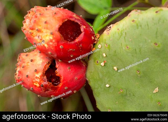 Fruits of Opuntia maxima eaten by animals. Valleseco. Gran Canaria. Canary Islands. Spain