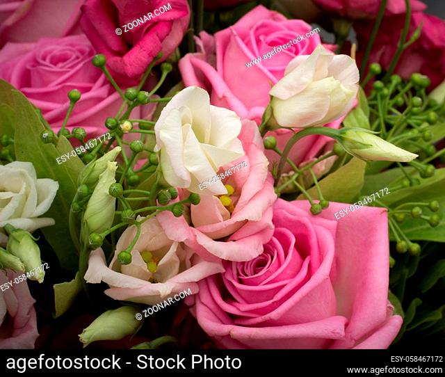 Closeup picture of beautiful pink and white roses. Lovely flowers for people in love or just friends. Picture for post card