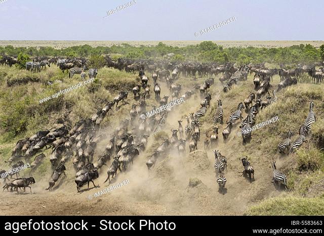 Western blue wildebeest, Western blue wildebeest, wildebeest, ungulates, mammals, animals, antelope, White-bearded Wildebeest (Connochaetus taurinus mearnsi)...