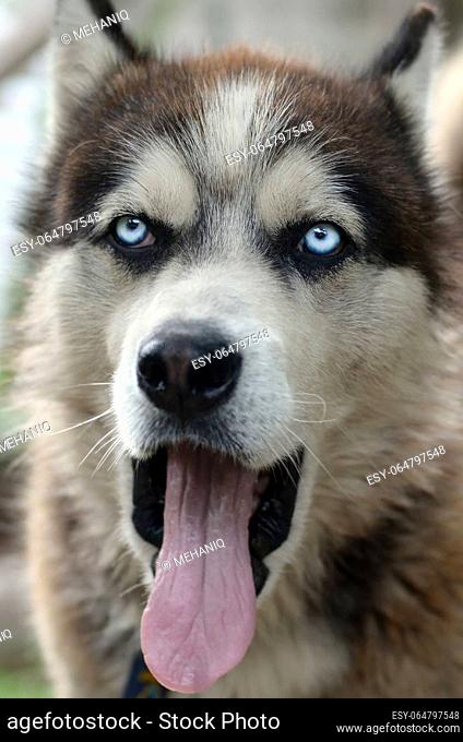 Husky dog yawning at the sun rays. Sleepy dog funny yawns with wide open mouth and long tongue outdoors