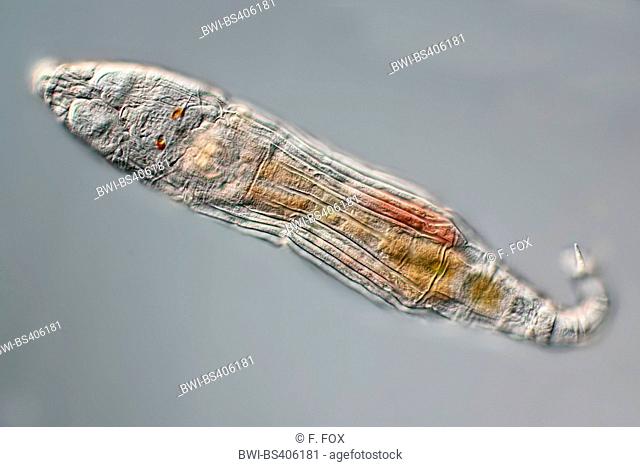 rotifers (Rotatoria), Philodina spec