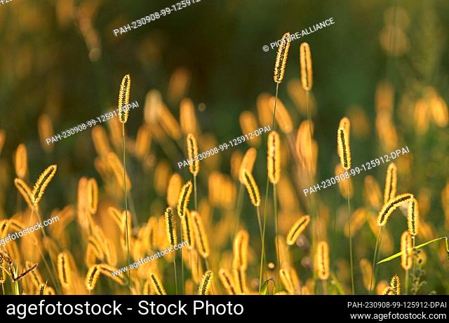 08 September 2023, Saxony, Oberglaucha: Stalks of meadow bluegrass are illuminated by the setting sun at the edge of a field in northern Saxony