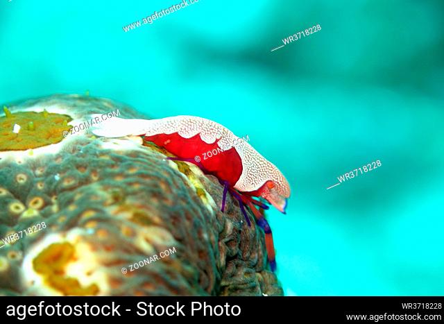 Imperator-Garnele (Zenopontonia rex) auf einer Augenfleck-Seewalze ( Bohadschia argus), Molukken, Talimao