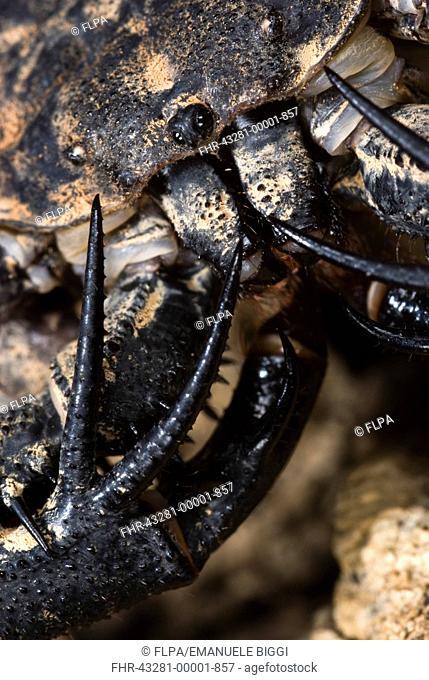 Variegated Tailless Whip Scorpion Damon variegatus adult female, close-up of palps with raptorial spurs, Central Africa