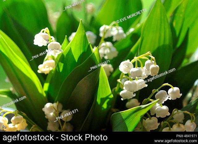 France, Brittany, Taupont, close-up of lily of the valley in bloom, perennial herbaceous spring plant of the family Convallaria Majalis, fragrant and very toxic