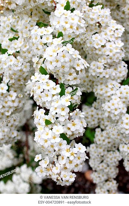 Fine white flowers