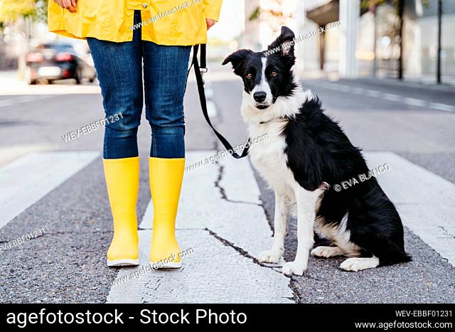 Woman standing with dog on pedestrian crossing during sunny