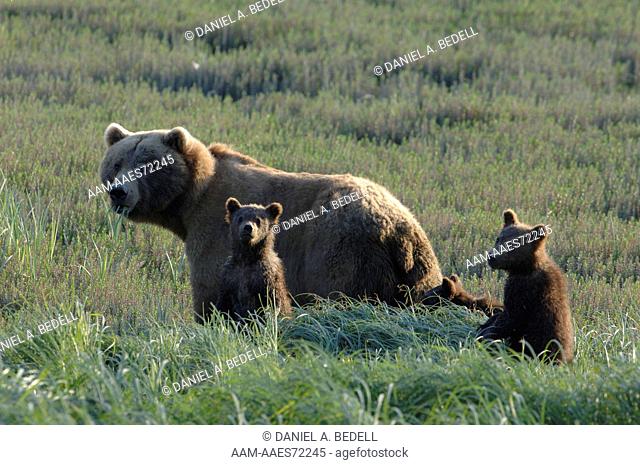 Mother Grizzly Bear with three cubs (Ursus arctos) McNeil River Bear Sanctuary, Alaska digital capture