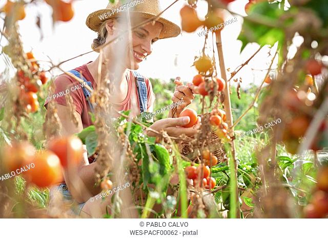 Young farmer picking ripe tomatoes