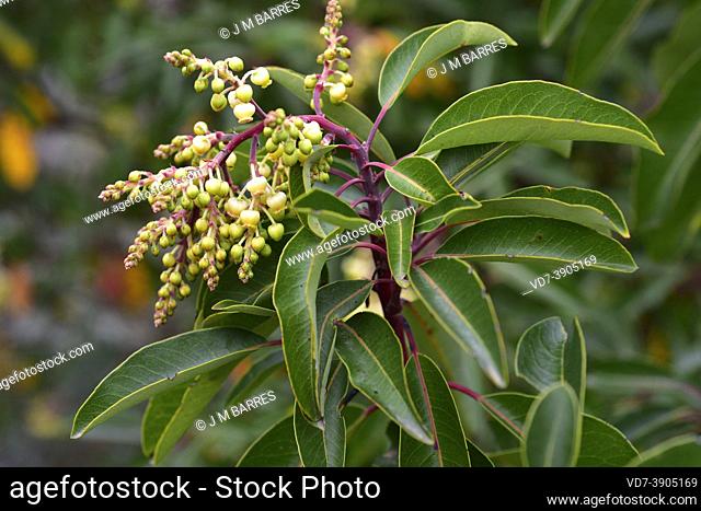 Greek strawberry tree (Arbutus andrachne) is an evergreen small tree native to Greece and Middle East. Its fruits are edible