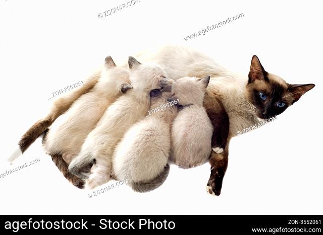 beautiful purebred siamese kitten sicking their mother in front of white background