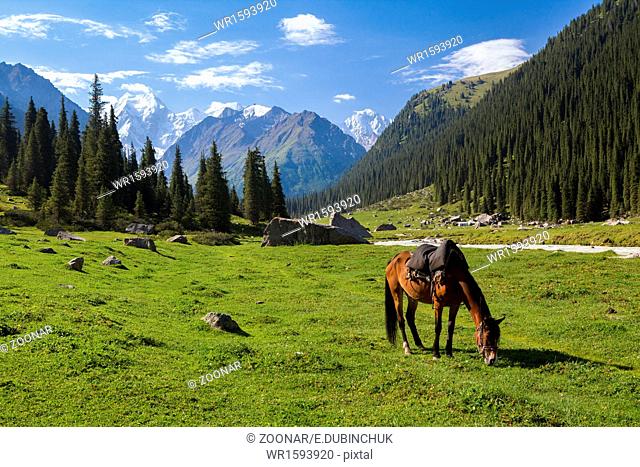 Mountain landscape with grazing horse
