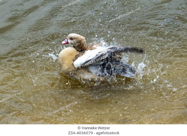 Egyptian goose (Alopochen aegyptiaca) bathing in the water