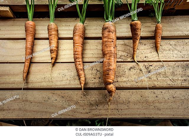 A row of freshly harvested carrots in garden shed