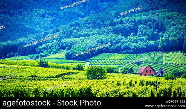 Vineyards near the village of Riquewihr, Alsace, France in the foothills of the Vosges Mountains