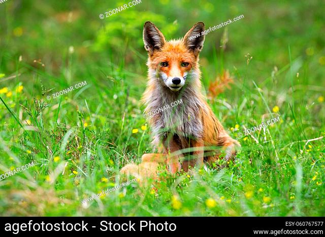 Attentive red fox, vulpes vulpes, observing the surrounding of the wildflower meadow in springtime. Fox with fluffy orange fur sitting in the forest