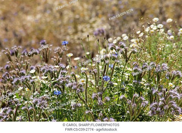 Scorpion Weed, Phacelia tanacetifolia; along with cornflowers and fleabane in an annual meadow style planting