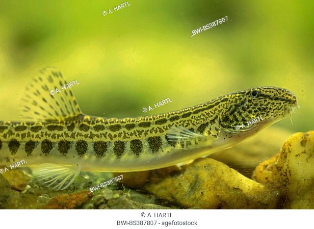 spined loach, spotted weatherfish (Cobitis taenia), female
