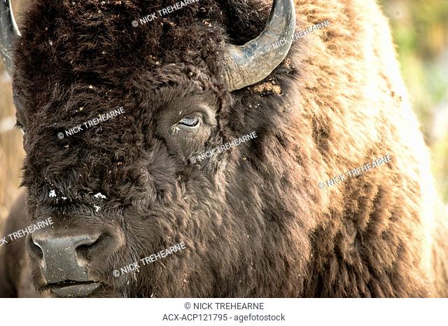 Bison bison - Bison, Elk Island National Park, Alberta, Canada