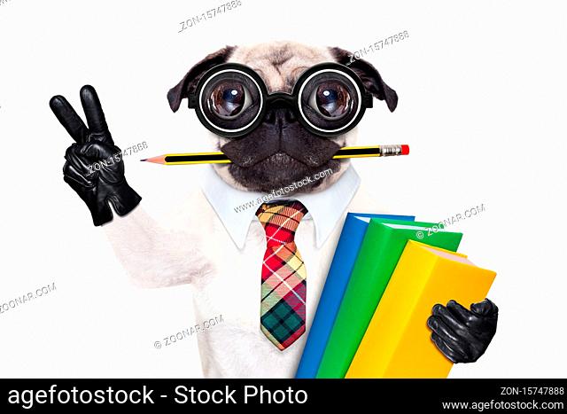 cool school pug dog, with stack of books and pencil in mouth , victory and peace fingers , isolated on white background